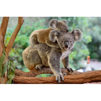DIMEX ART s. r. o Флизелинов фототапет коала с малко 375 x 250 см
