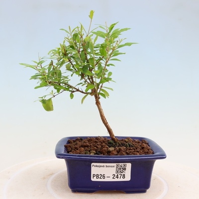 e-bonsai Pokojová bonsai-PUNICA granatum nana-Granátové jablko
