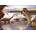 Castorland - Puzzle Diplodocus - 260 piese