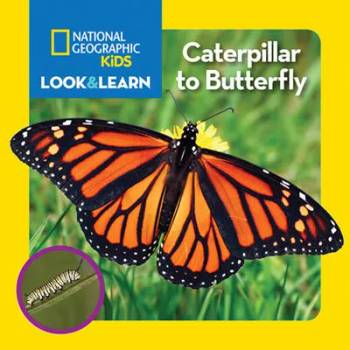 Image 1 of Caterpillar to Butterfly | Catherine D. Hughes