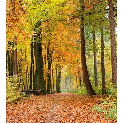 Dimex MS-3-0099 vliesová fototapeta na zeď Jesenný les rozmery 225 x 250 cm