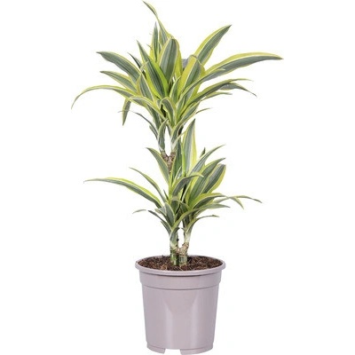 Dračinec FloraSelf Dracaena 'Lemon Lime' cca 75 cm květináč Ø 17 cm