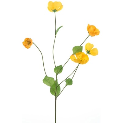 Odule - Melastoma zlutá V76 cm