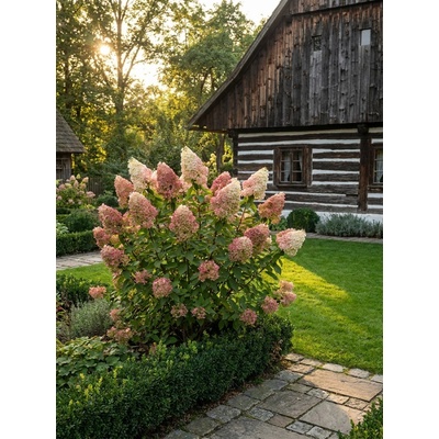 Hortenzie latnatá 'Pink Lady' HYPA-PL Ko 2L
