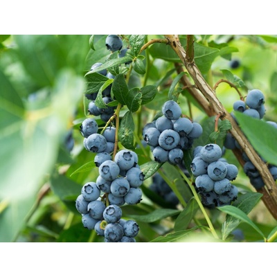 Kanadská čučoriedka 'Bluegold'