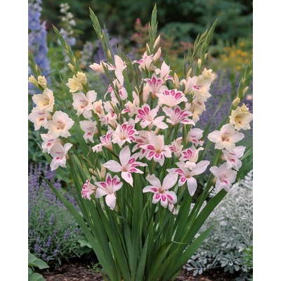 Gladiola nanus 'Prins Claus' 5 ks