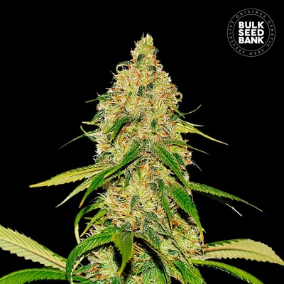 Bulk Seed Bank AUTO CBD White Widow semena neobsahují THC 10 ks
