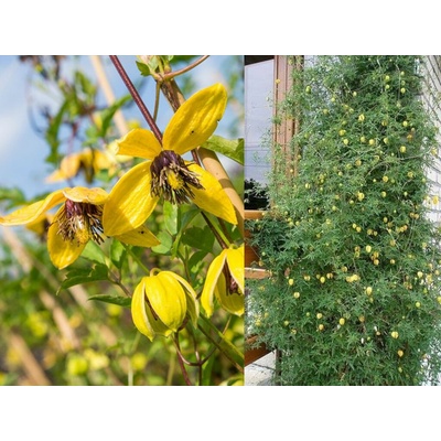 Plamienok Golden Tiara 70-80cm, kont. p17