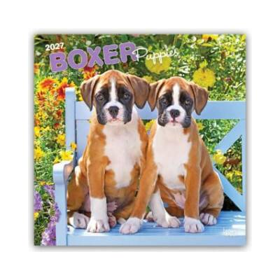Boxer Puppies Boxer Welpen 16-Monats 2027