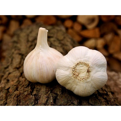 Česnek sadbový Havel 3-4ks ozimý širokolistý paličák