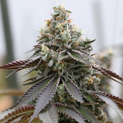Vision Seeds Rainbow Sherbert x Spritzer semienka neobsahujú THC 3 ks