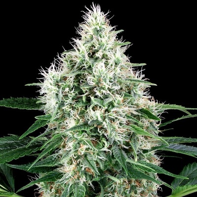 White Label Pure Power Plant Automatic semienka neobsahujú THC 10 ks