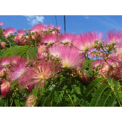 Albízia ružová (albizia julibrissin ´Ernest Wilson´) veľkosť 230-250cm