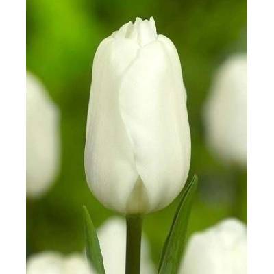 Tulipán Triumph Agrass White 7 ks 11/12
