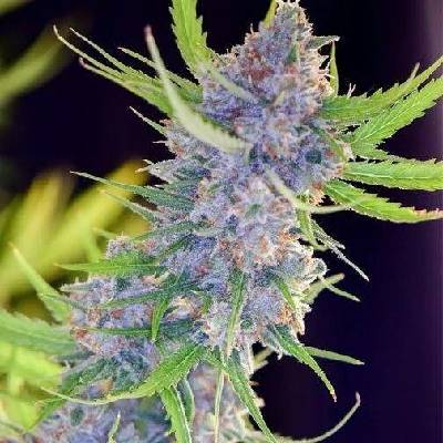 Spliff Seeds Spliff's Strawberry semena neobsahují THC 3 ks