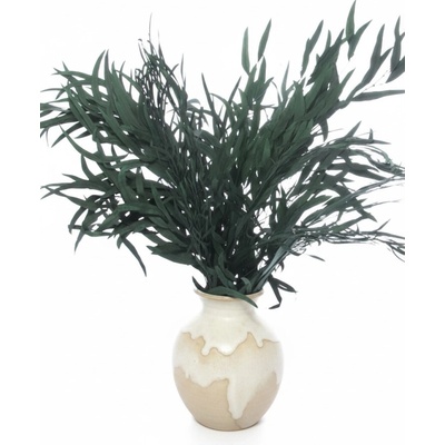 Stabilizovaný eukalyptus globulus (Nicoly), kytice/svazek zelených větvičk 70g