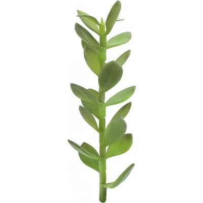 Penízovka-výhonek, 30cm