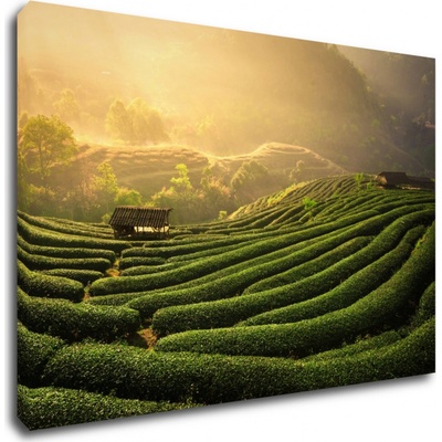 Impresi Obraz Východ slnka čajovníková plantáž - 60 x 40 cm