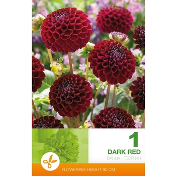 Seklos Далия (Гергина) Помпон Dark Red - 1 бр луковицa