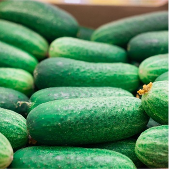 Uhorka nakladačka - Othello F1 - Cucumis sativus - semiačka - 25 ks