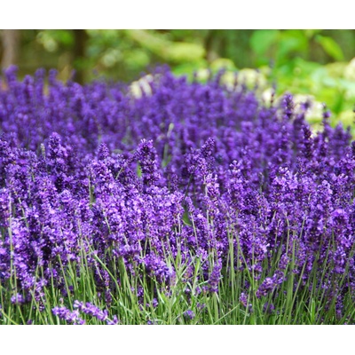 levandule-online.cz Levandule Hidcote Blue Levandule úzkolistá lékařská květináč 9 cm
