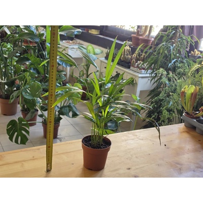 Dypsis lutescens chrysalidoca