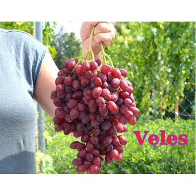 Vinič Veles bezsemenný premium rezistent. Vrúbľovaná sadenica!