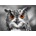 Enjoy - Puzzle Curious Owl 1000 - 1 000 piese