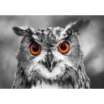 Enjoy - Puzzle Curious Owl 1000 - 1 000 piese