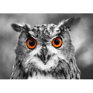 Enjoy - Puzzle Curious Owl 1000 - 1 000 piese