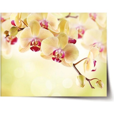 Sablio Plagát Orchidea 2 - 90x60 cm