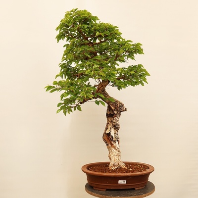 e-bonsai Venkovní bonsai -Carpinus Coreana - Habr korejský