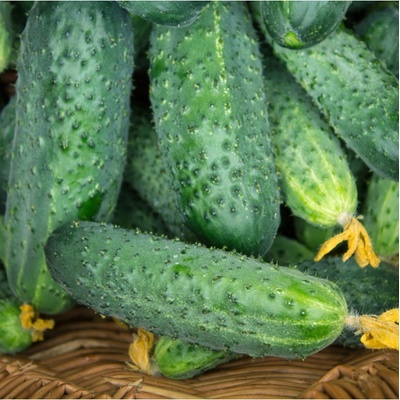 Okurka nakládačka Altaj F1 - Cucumis sativus - prodej semen - 15 ks