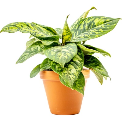 Gardners Homalomena wallisii Camouflage, průměr 12 cm Homaloména