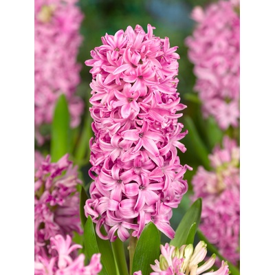 Hyacint 'Pink pearl' 3 ks