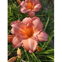 Denivka Pink Tangerine