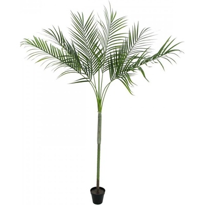 Areca palma s velkými listy, 180 cm