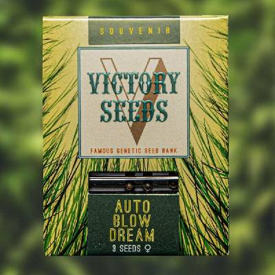 Victory Seeds AUTO Blow Dream semena neobsahují THC 5 ks