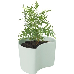 RIG-TIG Саксия Your Tree с борови семена зелена (Z00136-1)