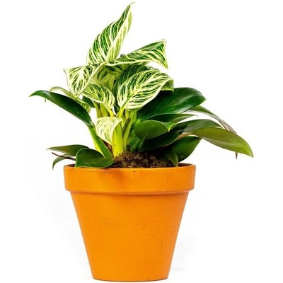 Gardners Philodendron White Measure, průměr 11 cm Filodendron