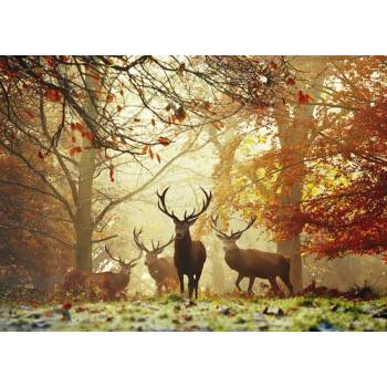 Heye - Puzzle Magic Forests: Stags - 1 000 piese