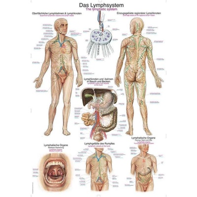 Anatomický plakát Erler Zimmer - Lymfatický systém člověka 50 x 70 cm | DE, EN, LA