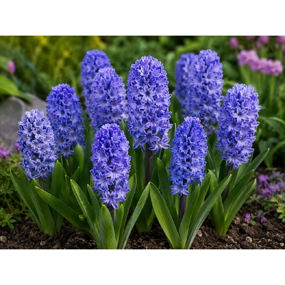 Hyacint 'Blue star' 3 ks