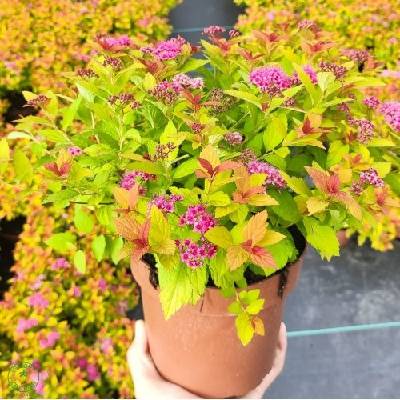 Tavoľník japonský (Spiraea Japonica) ´FIRELIGHT´ - výška 10-20 cm, ⌀ 20 cm, kont. C2L