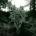 Yearn - Common Eider, King Eider CD