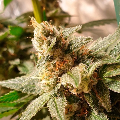 R-Kiem Seeds Gala CBD semienka neobsahujú THC 1 ks
