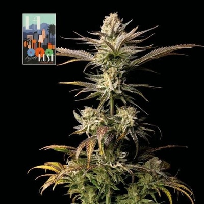 SEEDSMAN L.A. Peyote Kush semena neobsahují THC 10 ks