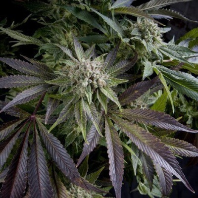 Pyramid Seeds Blue Pyramid semienka neobsahujú THC 50 ks