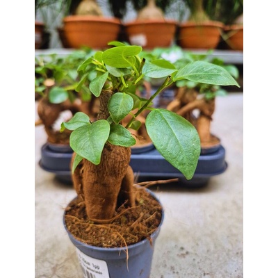 FICUS Gingseng 7/20cm