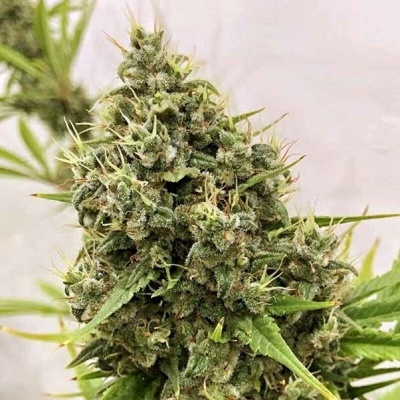 Ace Seeds Guawi semena neobsahují THC 3 ks
